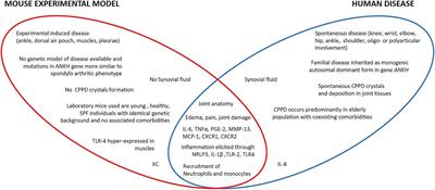 The translational value of calcium pyrophosphate deposition disease experimental mouse models